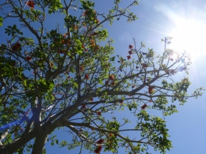 coral tree 5